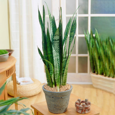 B&Q -  Sansevieria Black CoralSnake Plant For Home OfficeStriking Black FoliageLow Maintenance (30-40Cm Height Including Pot)