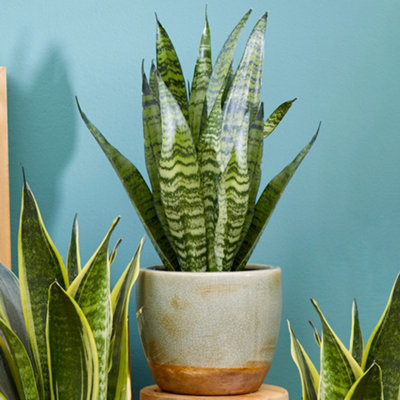 Gardeners Dream Sansevieria Black Coral HouseplantIndoor Snake Plant With Stunning FoliageEasy To Care For (30-40Cm Height Including Pot) from B&Q