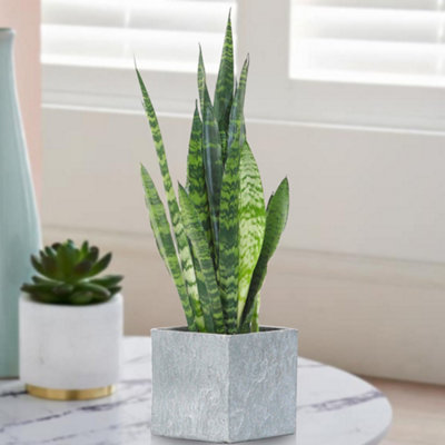 B&Q -  Sansevieria Black CoralEvergreen Indoor PlantStriking FoliageAir PurifyingLow Maintenance (30-40Cm Height Including Pot)