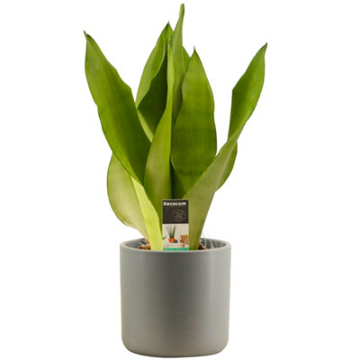 B&Q -  Sansevieria MoonshineBright Green Upright FoliageAir Purifying Snake PlantLow Maintenance (30-40Cm Height Including Pot)
