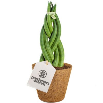 B&Q -  Sansevieria TwisterSnake Plant With Twisted FoliageGreat Air PurifierLow Maintenance (30-40Cm Height Including Pot)