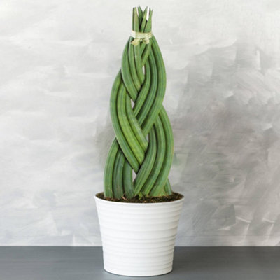 B&Q -  Sansevieria TwisterEvergreen Houseplant In 12Cm PotUnique Twisting FoliageAir Purifying Plant (30-40Cm)
