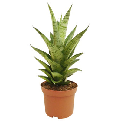Gardeners Dream Sansevieria Tough LadyIndoor House Plant For Home OfficeKitchenLiving RoomPotted Houseplant (30-40Cm) from B&Q
