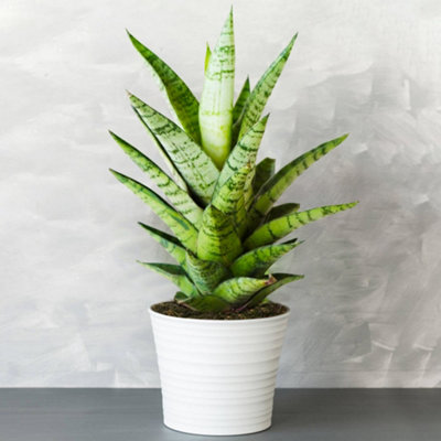 B&Q -  Sansevieria Tough LadyIndoor Plant Ideal For Uk Home And OfficeResilient Snake PlantEasy Care (30-40Cm)