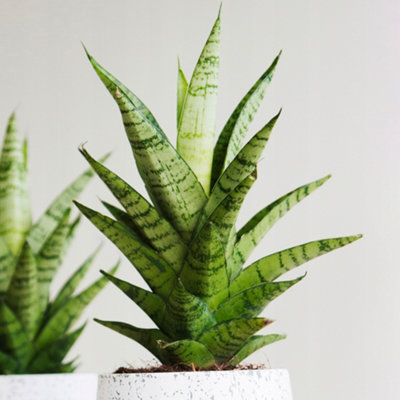 B&Q -  Sansevieria Tough LadyHighly Resilient Snake PlantEvergreen Home Office PlantsLow Maintenance (30-40Cm)
