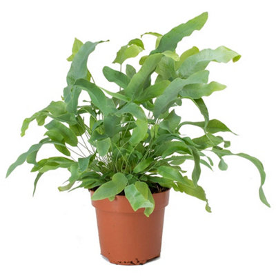 Gardeners Dream Phlebodium Blue StarIndoor House Plant For Home OfficeKitchenLiving RoomPotted Houseplant (25-35Cm Height Including Pot) from B&Q