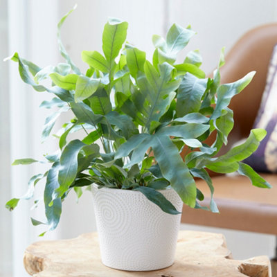 Gardeners Dream Phlebodium Blue StarFern Houseplant In 12Cm PotUnique Blue-Green FoliageEasy Care (25-35Cm Height Including Pot) from B&Q