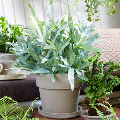 Gardeners Dream Phlebodium Blue Star HouseplantIndoor Plant With Blue-Green FoliageCompact Size For Uk Homes (25-35Cm Height Including Pot) from B&Q