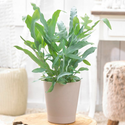 B&Q -  Phlebodium Blue Star Golden PolybodyUnique Indoor Fern Houseplant With Blue-Green Foliage (25-35Cm Height Including Pot)