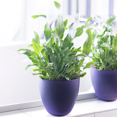 Gardeners Dream Phlebodium Blue StarIndoor Fern With Bright Green LeavesEasy To Care ForTabletop Plant (25-35Cm Height Including Pot) from B&Q