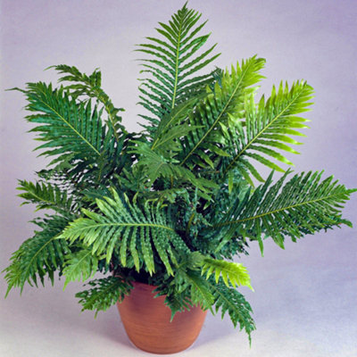 Gardeners Dream Blechnum Silver LadyElegant FoliageIndoor Houseplant (12Cm25-35Cm) from B&Q