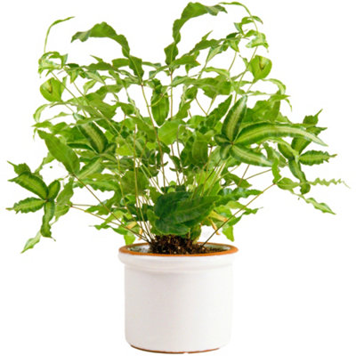 Gardeners Dream Pteris AlbolineataCretan Brake FernIndoor Plant In 12Cm PotLow Maintenance Plant With Bright Green Leaves (25-35Cm) from B&Q