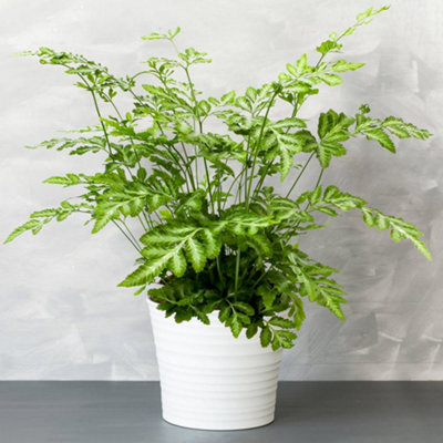 B&Q -  Pteris EvergemiensisStunning Indoor Fern Houseplant For Home OfficeEasy To Care For Plant (25-35Cm Height Including Pot)