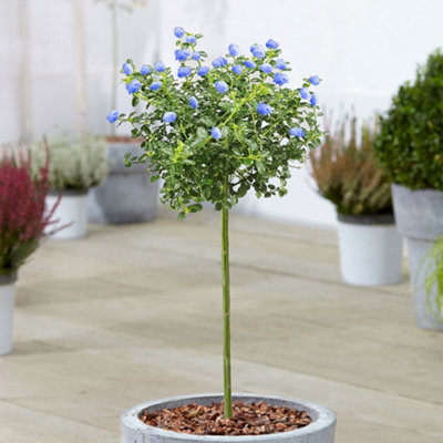 Gardeners Dream Ceanothus Repens Patio TreeStunning VarietyIdeal For Uk GardensCompact Size (2-3Ft) from B&Q