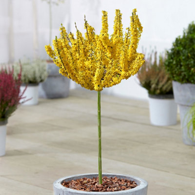 Gardeners Dream Forsythia Nimbus Patio TreeStunning VarietyIdeal For Uk GardensCompact Size (2-3Ft) from B&Q