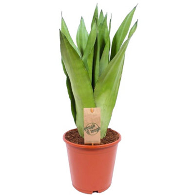 Gardeners Dream Sansevieria Moonshine In 12Cm PotStunning Green FoliageEvergreen Houseplant Easy To Care For (30-40Cm Height Including Pot) from B&Q