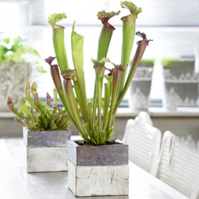 Gardeners Dream Sarracenia SmooriiIndoor Fly Trap HouseplantIdeal For Uk HomesPitcher PlantEasy To Grow (20-30Cm Height Including Pot) from B&Q