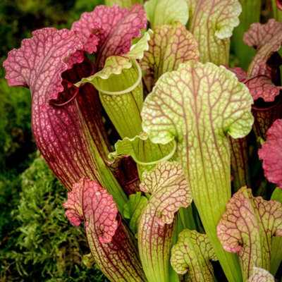 Gardeners Dream Sarracenia SmooriiIndooy Fly Trap HouseplantEvergreen Carnivorous Pitcher Plant In 12Cm Pot (20-30Cm Height Including Pot) from B&Q
