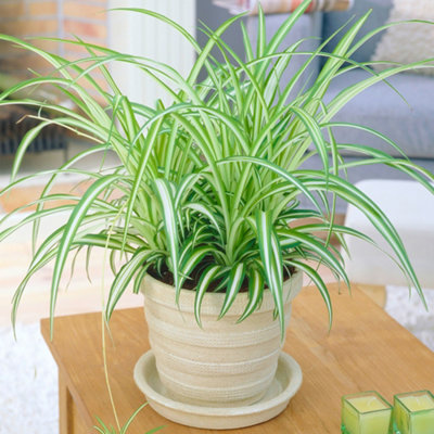 Gardeners Dream Chlorophytum Variegatum: Variegated Spider PlantAir-Purifying Indoor Accent (20-30Cm12Cm Pot) from B&Q