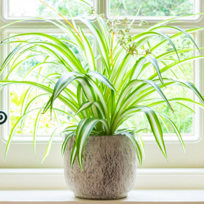 Gardeners Dream Chlorophytum Variegatum: Variegated Spider PlantAir-Purifying Indoor Accent (20-30Cm12Cm Pot) from B&Q