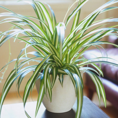 Gardeners Dream Chlorophytum Variegatum: Variegated Spider PlantAir-Purifying Indoor Accent (20-30Cm12Cm Pot) from B&Q