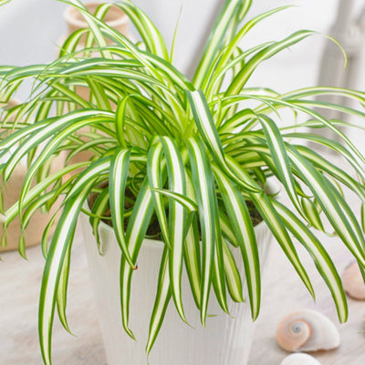 Gardeners Dream Chlorophytum Variegatum: Variegated Spider PlantAir-Purifying Indoor Accent (20-30Cm12Cm Pot) from B&Q