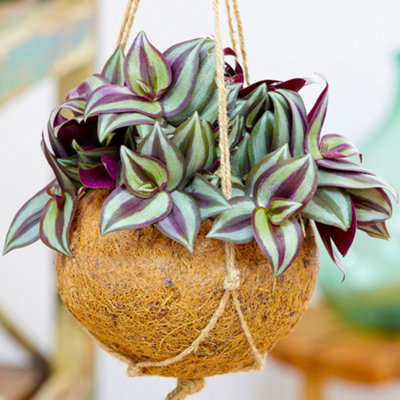 Gardeners Dream Tradescantia ZebrinaIndoor Inch PlantEvergreen Air Purifier For Home OfficeLow Maintenance (15-25Cm Height Including Pot) from B&Q
