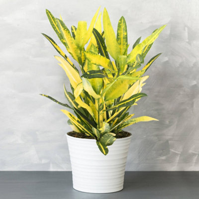 Gardeners Dream Codiaeum 'sunny Star' PlantBright Leaf VariegationsIdeal For Home Or OfficeEasy To Maintain (30-40Cm) from B&Q