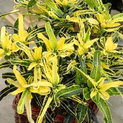 Gardeners Dream Codiaeum 'sunny Star' PlantBright Leaf VariegationsIdeal For Home Or OfficeEasy To Maintain (30-40Cm) from B&Q