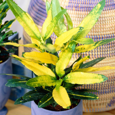 Gardeners Dream Codiaeum 'sunny Star' PlantBright Leaf VariegationsIdeal For Home Or OfficeEasy To Maintain (30-40Cm) from B&Q