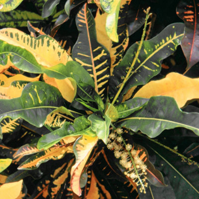 Gardeners Dream Codiaeum 'sunny Star' PlantBright Leaf VariegationsIdeal For Home Or OfficeEasy To Maintain (30-40Cm) from B&Q