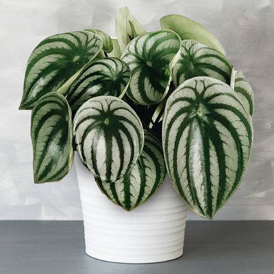 Gardeners Dream Peperomia ArgyreiaWatermelon Peperomia With Silver Stripes (15-25Cm Height Including Pot) from B&Q