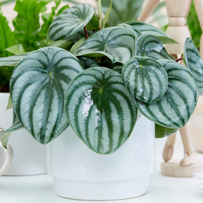 Gardeners Dream Peperomia Argyreia Watermelon PeperomiaIndoor Houseplant With Stripe FoliageCompact Size (15-25Cm Height Including Pot) from B&Q