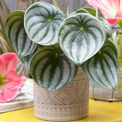 Gardeners Dream Peperomia Argyreia HouseplantWatermelon Peperomia Indoor PlantCompact Size In 12Cm Pot (15-25Cm Height Including Pot) from B&Q