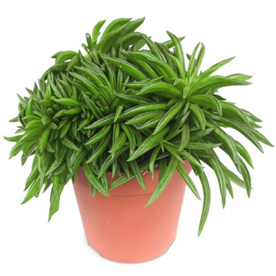 Gardeners Dream Peperomia Happy BeanIndoor House Plant For Home OfficeKitchenLiving RoomPotted Houseplant (15-25Cm Height Including Pot) from B&Q