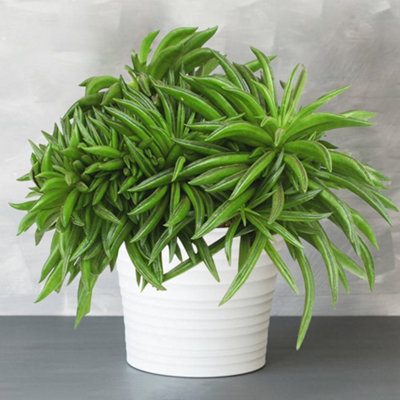 Gardeners Dream Peperomia Happy Bean HouseplantSucculent Indoor Plant In 12Cm PotBright Green Leaves (15-25Cm Height Including Pot) from B&Q