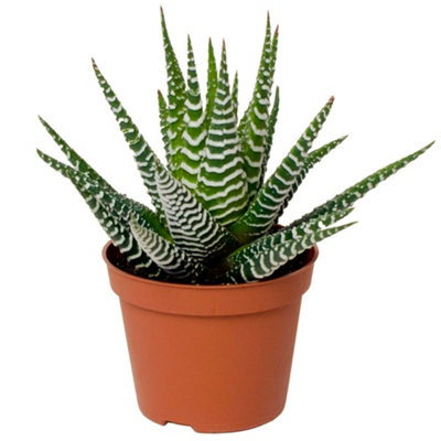 Gardeners Dream Haworthia Big BandIndoor House Plant For Home OfficeKitchenLiving RoomPotted Houseplant (15-25Cm Height Including Pot) from B&Q