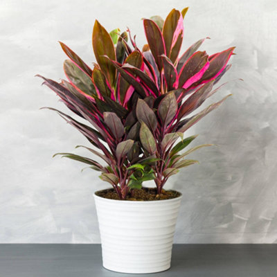 Gardeners Dream Cordyline 'tango' PlantStriking Pink And Purple FoliagePerfect For Adding Colour To Homes And Offices (30-40Cm) from B&Q