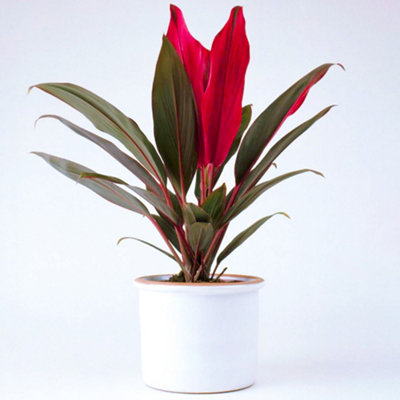 Gardeners Dream Cordyline 'tango' PlantStriking Pink And Purple FoliagePerfect For Adding Colour To Homes And Offices (30-40Cm) from B&Q