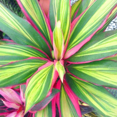 Gardeners Dream Cordyline 'Kiwi' Plant - Vibrant Foliage For Stunning Visual Impact, Perfect For Uk Homes And Offices (30-40Cm)