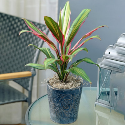 Gardeners Dream Cordyline 'Kiwi' Plant - Vibrant Foliage For Stunning Visual Impact, Perfect For Uk Homes And Offices (30-40Cm)