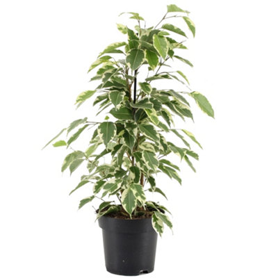 Gardeners Dream Ficus Benjamina StarlightIndoor House Plant For Home OfficeKitchenLiving RoomPotted Houseplant (30-40Cm) from B&Q
