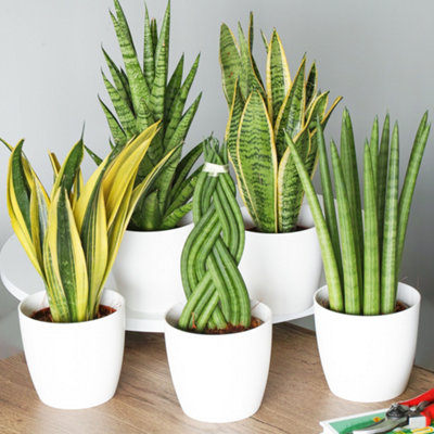 Gardeners Dream Sansevieria Plant Collection (3 Plants)Stunning Mix Of Indoor Snake Plants For Home OfficeLow Maintenance (30-40Cm) from B&Q