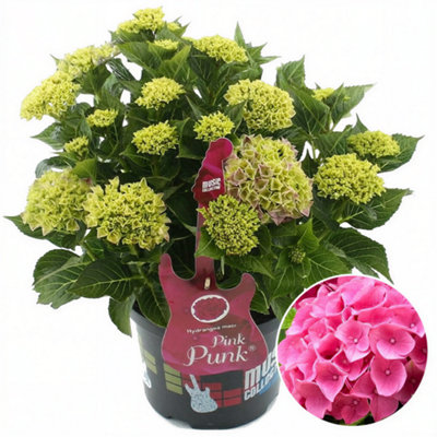 Gardeners Dream Hydrangea 'pink Punk': Vibrant Pink BloomsGarden Highlight (50-70Cm5L Pot) from B&Q