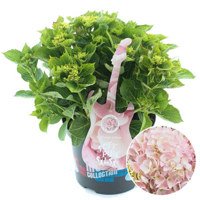 Gardeners Dream Hydrangea 'Soft Salsa': Gentle Soft Blooms, Elegant Accent (50-70Cm, 5L Pot) Pink