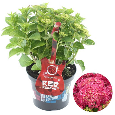Gardeners Dream Hydrangea 'red Reggae': Lively Red BloomsGarden Vibrance (50-70Cm5L Pot) from B&Q