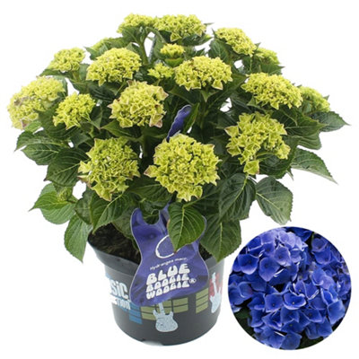 Gardeners Dream Blue Hydrangea ' Boogiewoogie': Dynamic Blooms, Garden Spectacle (50-70Cm, Pot) 5L