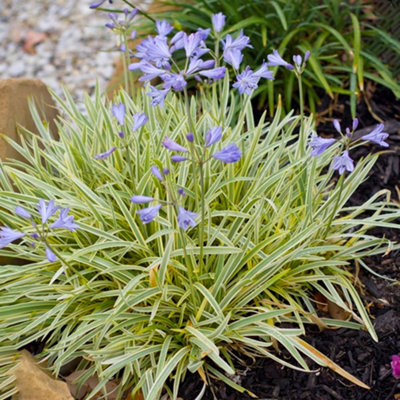 B&Q -  Agapanthus Golden DropAgapanthus AfricanusDeciduous Perennial (10-20Cm Height Including Pot)
