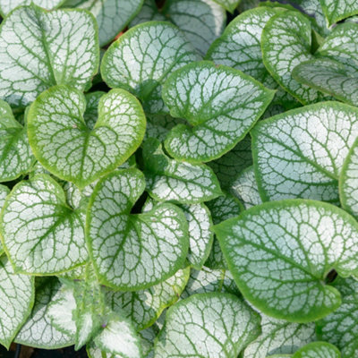 Gardeners Dream Brunnera Jacks GoldGolden Veined FoliageShade-LovingCompact Size (20-30Cm Height Including Pot) from B&Q