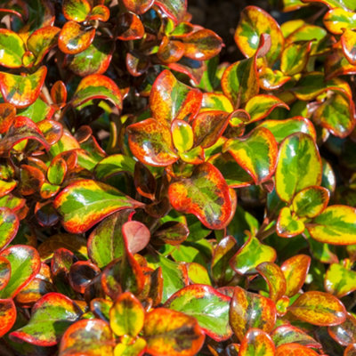 Gardeners Dream Coprosma Inferno Garden ShrubStriking Multicolour FoliageCompact SizeAttracts Pollinators (20-30Cm Height Including Pot) from B&Q